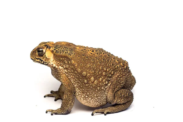 Asian common toad on white background,Toad Isolated — Stock Photo, Image