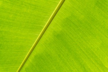 Muz Yaprak doku arka plan closeup