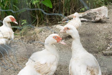 Beyaz ördek kümeste yağışlı sezon olduğunu.