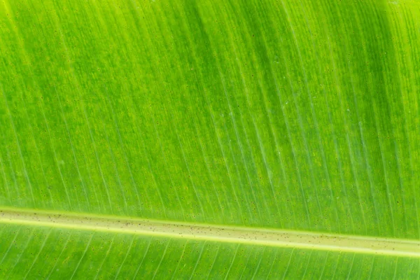 Muz Yaprak doku arka plan closeup