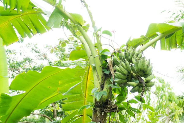 Fruta de banana na árvore, da bananeira não é forte — Fotografia de Stock