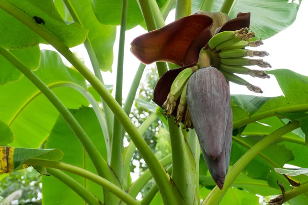 bir muz ağacı üzerinde muz çiçeği