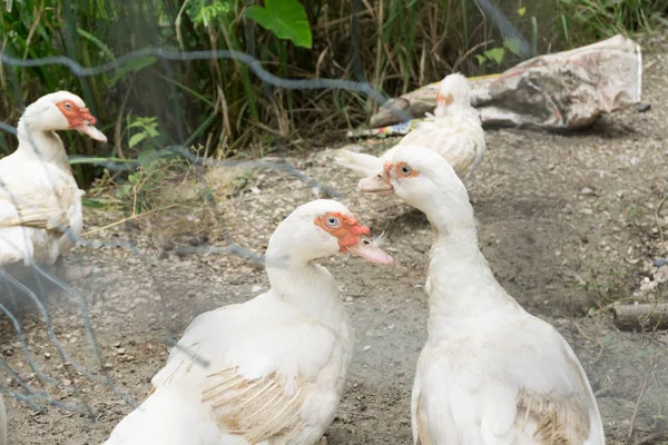 The white duck is in the coop in the rainy season — Stock Photo, Image