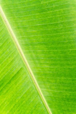 Muz Yaprak doku arka plan closeup