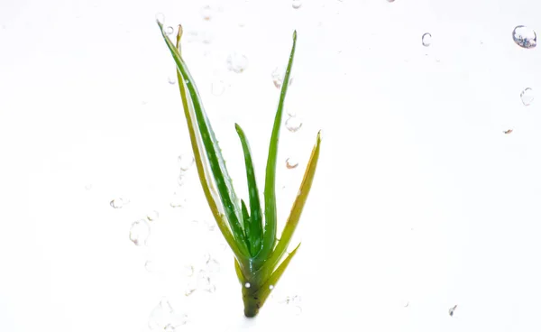 Aloe Vera galleggiante sull'aria e spruzzi d'acqua verso il basso — Foto Stock