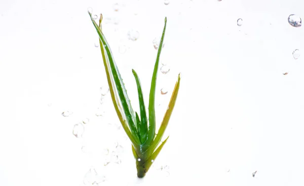 Aloe Vera yüzer hava ve su sıçrama aşağı