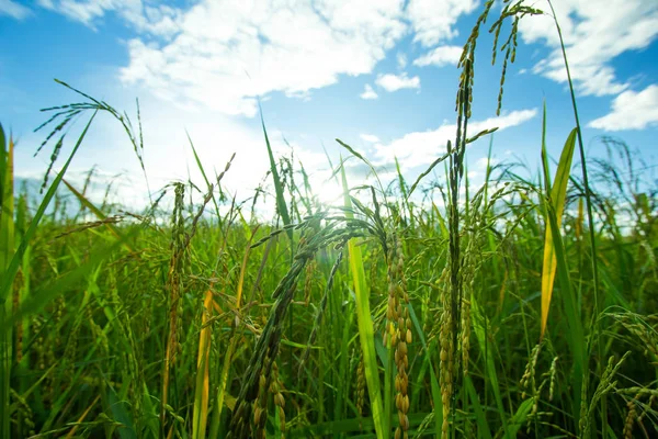 Green Rice fields, Bella vista paesaggi in Thailandia — Foto Stock