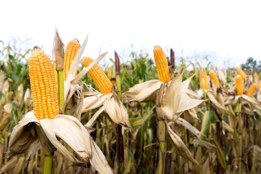 Mısır alanından önce hasat