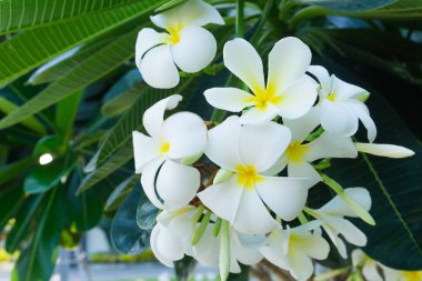 Plumeria çiçekler ağaç beyaz. Yeşil yaprakları kokuyordu fragran