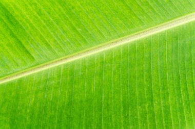 Muz Yaprak doku arka plan closeup