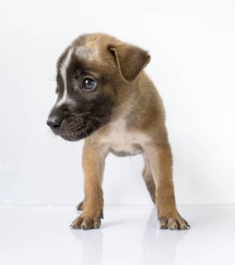 Beyaz arka planda kahverengi köpek