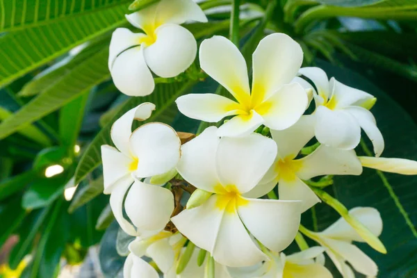 木に白いプルメリアの花。緑の葉のにおいがホルモン — ストック写真