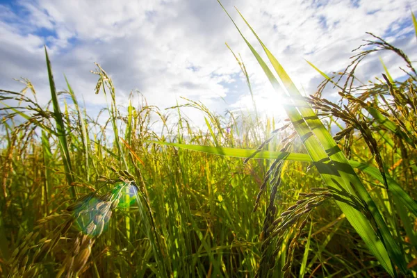 Green Rice fields,Beautiful views landscapes in thailand — Stock Photo, Image