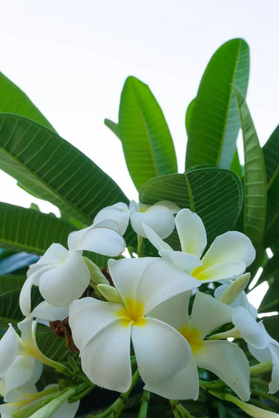 Plumeria çiçekler ağaç beyaz. Yeşil yaprakları kokuyordu fragran — Stok fotoğraf