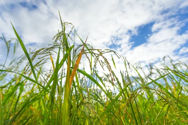 Green Rice fields, Bella vista paesaggi in Thailandia — Foto Stock