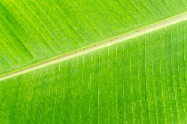 Muz Yaprak doku arka plan closeup