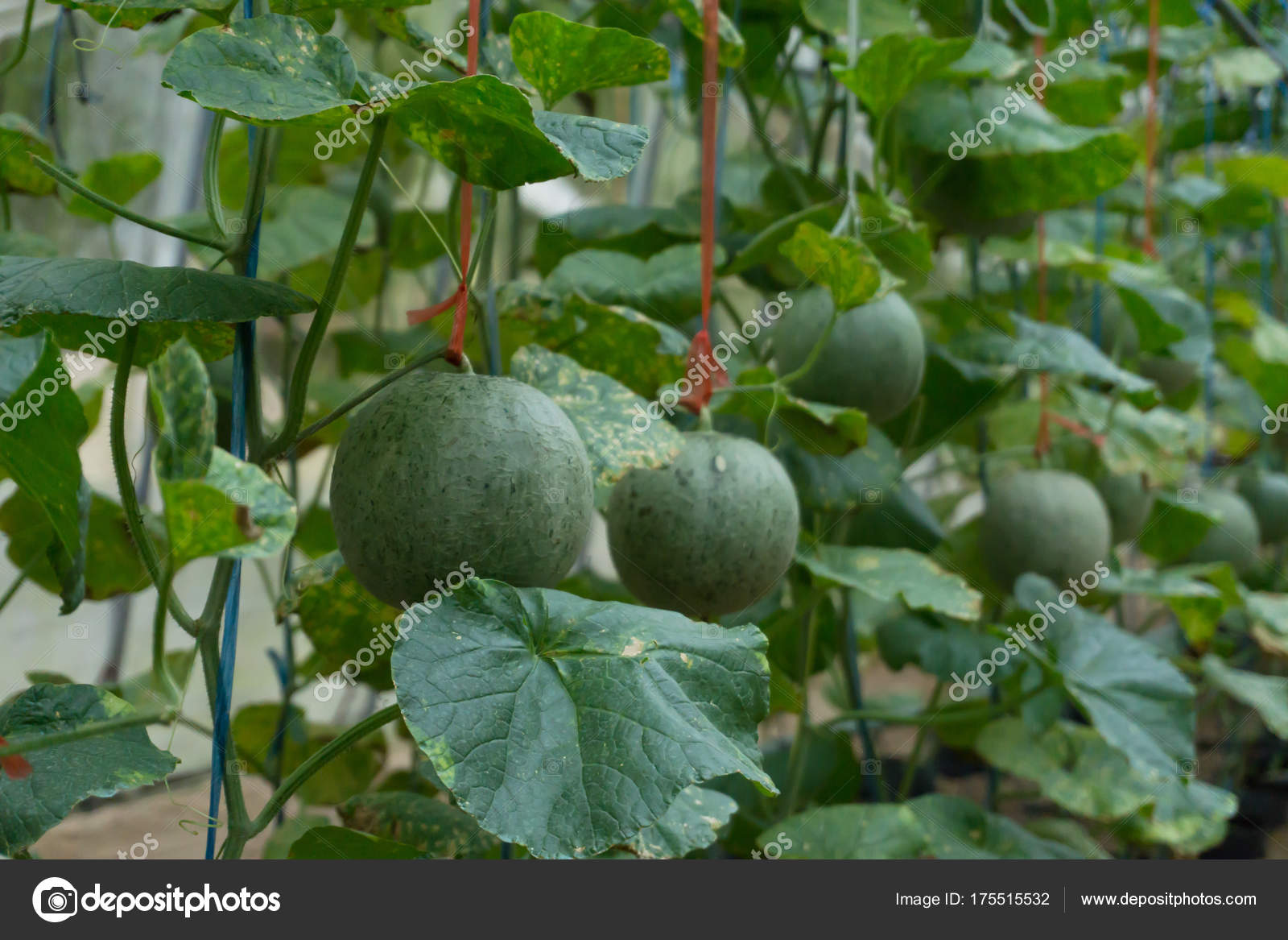 Baby Melon Baby Melon