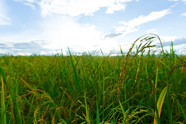 Green Rice fields, Bella vista paesaggi in Thailandia — Foto Stock