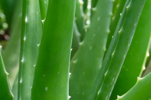 aloe vera bitki yaprakları, sağlık için sağlıklı gıda
