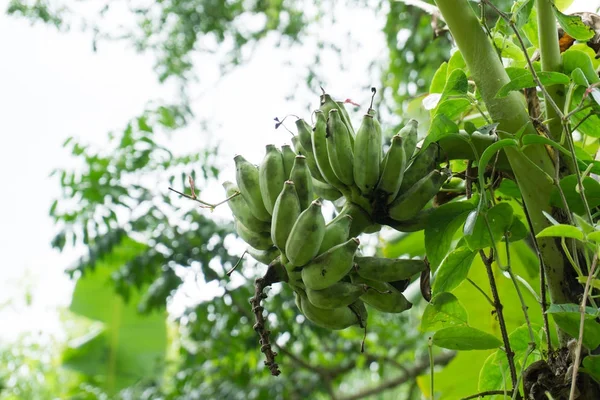 Банановий фрукт на дереві, з бананового дерева не сильний — стокове фото