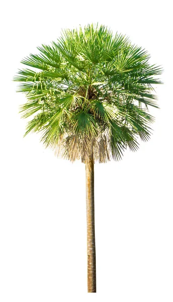 Palmboom geïsoleerd op een witte achtergrond, uitknippad — Stockfoto