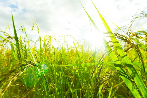 Green Rice fields,Beautiful views landscapes in thailand — Stock Photo, Image