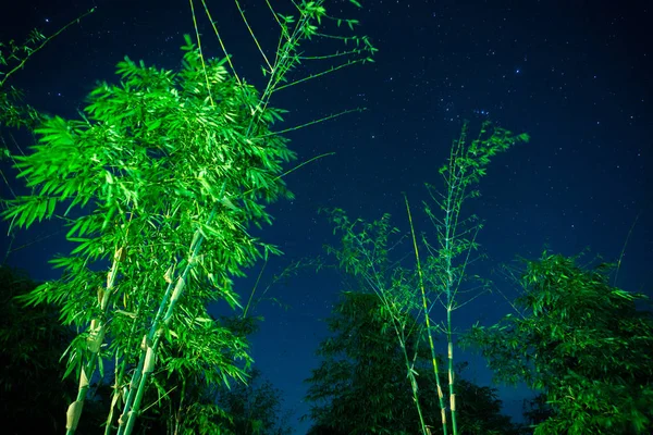 Bamboo at night There is a little star in the sky