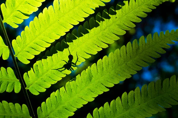 在绿色的蕨类植物叶子上的蜘蛛剪影与光通过 — 图库照片