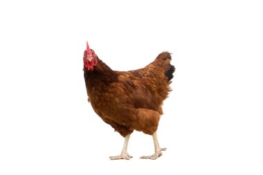 kahverengi tavuk beyaz üzerinde kopya alanı yürüyüş tavuk izole.