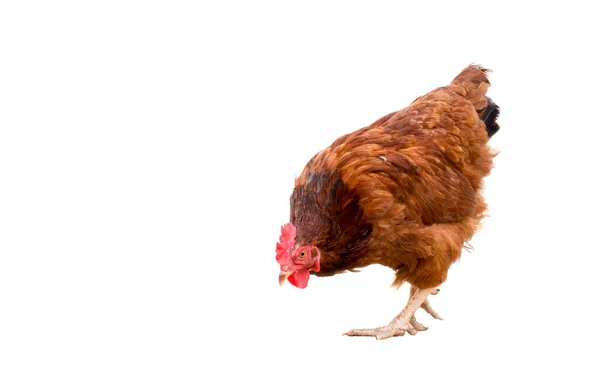 Kahverengi tavuk beyaz üzerinde kopya alanı yürüyüş tavuk izole. — Stok fotoğraf