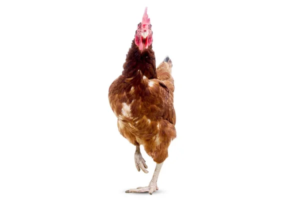 Poule brune isolée sur blanc, plan studio, poulet — Photo