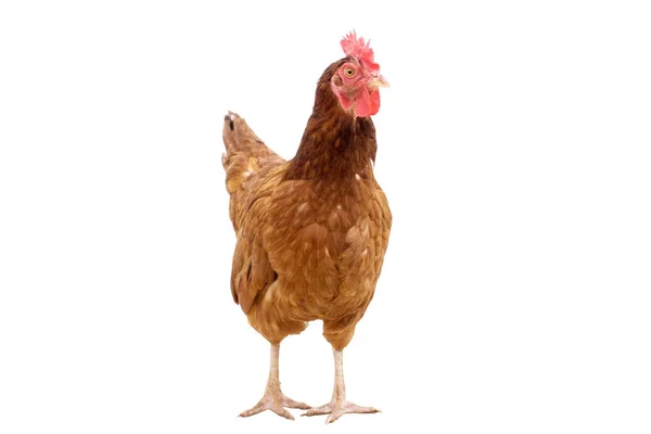 Braune Henne isoliert auf weißem, Hühnergesicht verwirrt Kopierraum. — Stockfoto