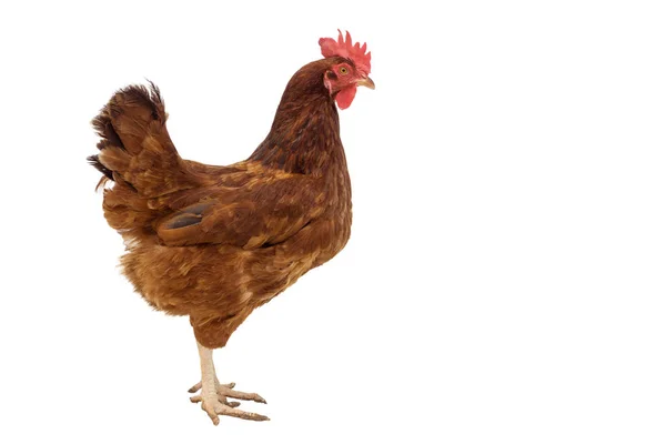 Braune Henne, die isoliert auf Weiß geht, Studioaufnahme, Huhn — Stockfoto