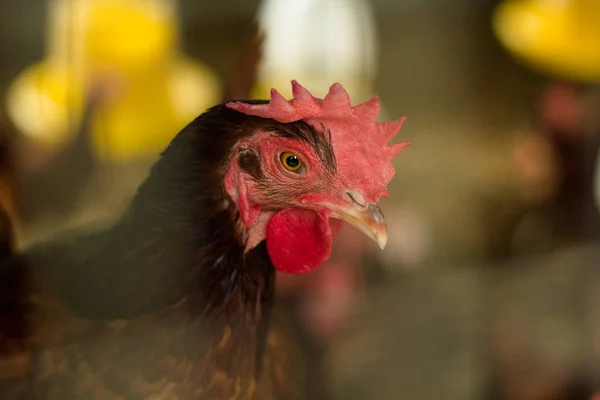 농장에 있는 닭고기 — 스톡 사진