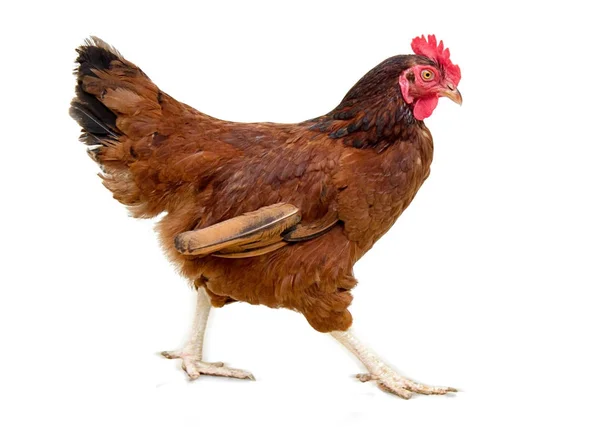 Poule brune isolée sur blanc, plan studio, poulet — Photo