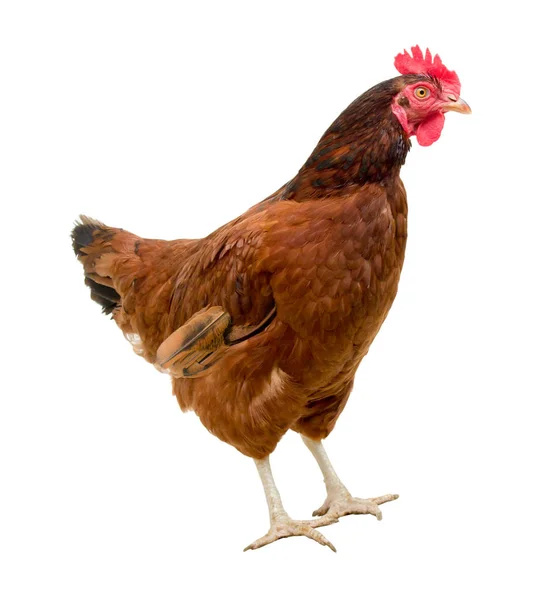 화이트, 스튜디오 촬영, 닭에 고립 된 갈색 암 탉 — 스톡 사진