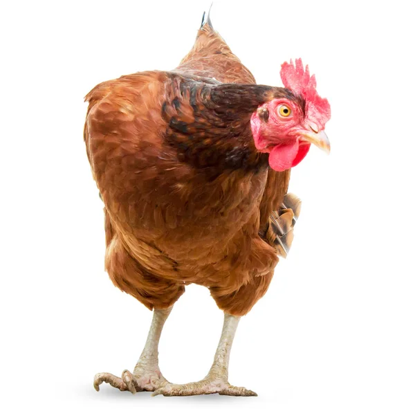 Gallina marrón aislada en blanco, plano de estudio, pollo — Foto de Stock