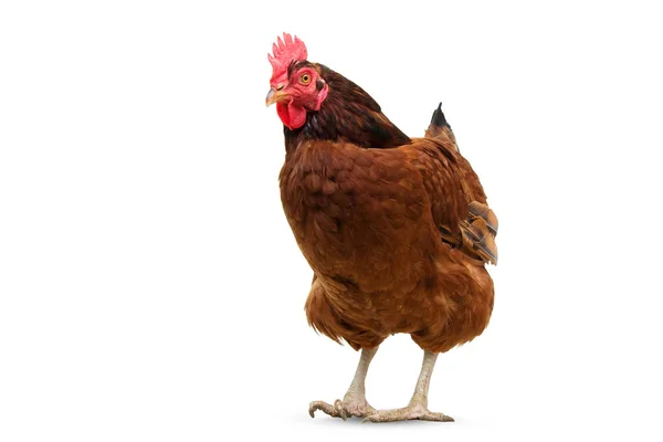 화이트, 스튜디오 촬영, 닭에 고립 된 갈색 암 탉 — 스톡 사진