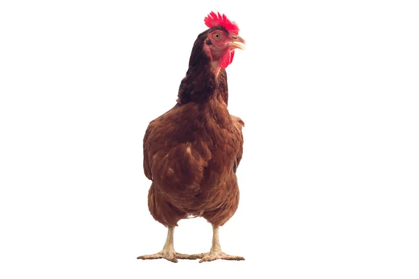スタジオ ショット白で隔離される茶色の鶏 — ストック写真