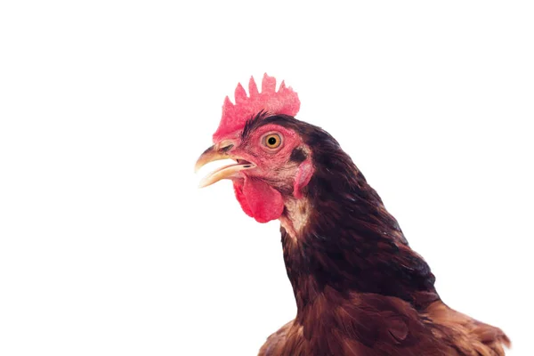 Brown hen isolated on white, studio shot — Stock Photo, Image