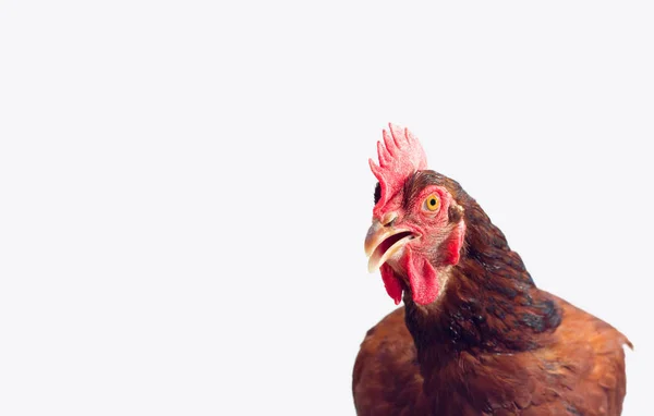 Feche o espaço de cópia da cabeça de frango, isolado — Fotografia de Stock