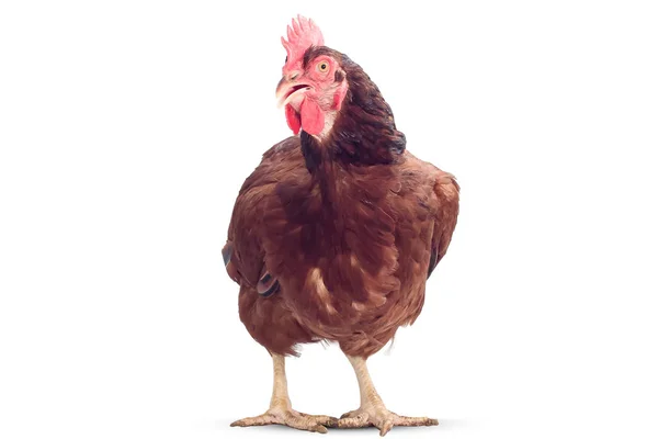 Braune Henne isoliert auf Weiß, Studioaufnahme — Stockfoto