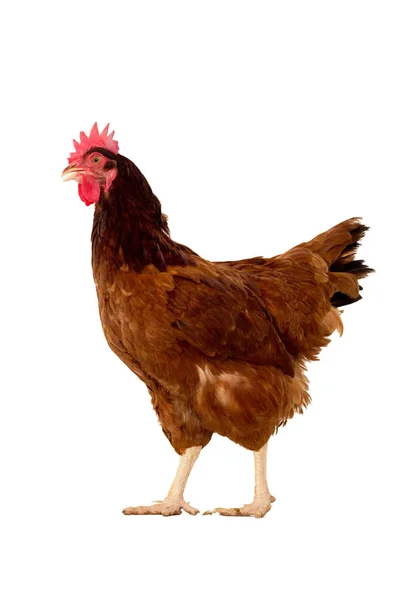 tam vücut kahverengi tavuk tavuk ayakta beyaz backgrou izole.