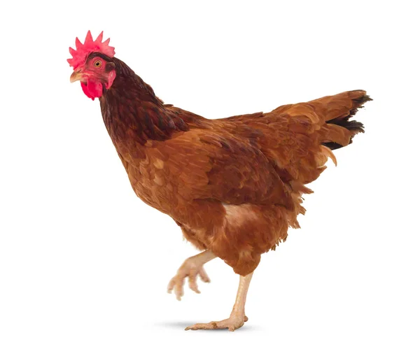 Full body of brown chicken, hen walk isolated white background u — стоковое фото