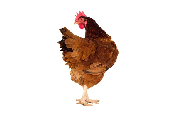Full body of brown chicken ,hen standing isolated white backgrou — Stock Photo, Image