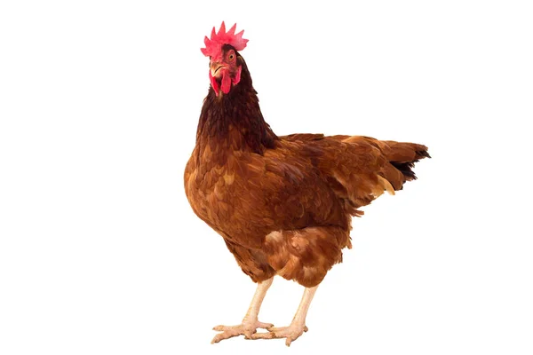 Corpo inteiro de frango marrom, galinha de pé backgrou branco isolado — Fotografia de Stock