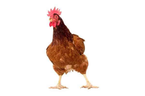 Hoofdgedeelte van bruine kip, kip staande geïsoleerd wit CHTERGRO Stockfoto