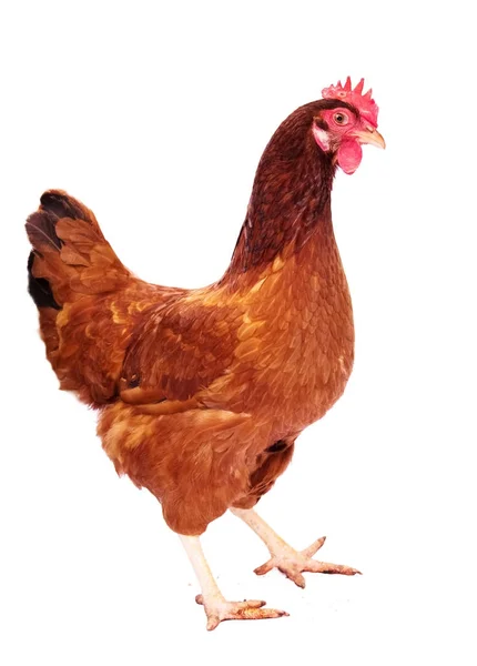 RAS kip ei wit achtergrond staan. Stockfoto