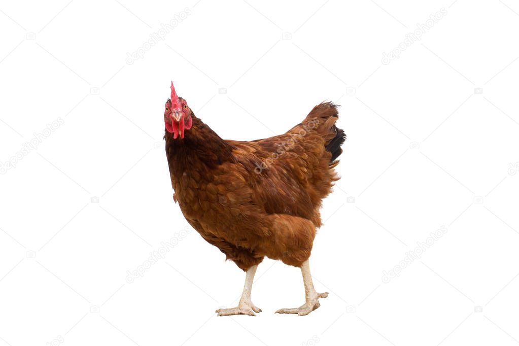 brown hen isolated on white,Chicken walking copy space