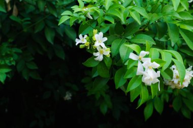 Gardenya çiçek cam veya Sampaguita Yasemin çiçek Filipin Ulusal çiçeği olduğunu.